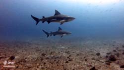 bull-shark-bommie-01
